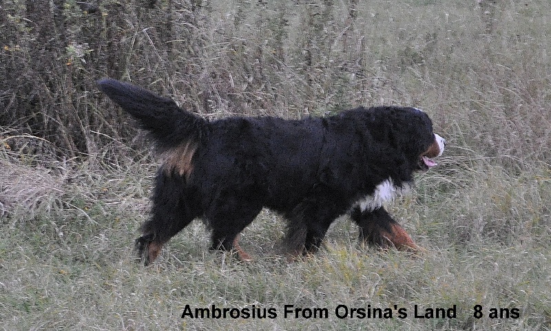 Ambrosius From orsina's land